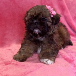 Faith - Brindle female Shih Tzu puppy in California from Boodaboo Shih Tzu’s