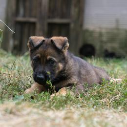 German Shepherd Puppies from Zwinger Vom Rabenauge