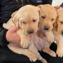 Labrador Retrievers from Wild Oaks Labs