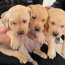 Labrador Retrievers from Wild Oaks Labs