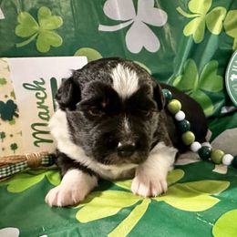 Aussiedoodle, Australian Shepherd, Miniature Australian Shepherd, Poodle, and Toy Australian Shepherd Puppies from Doodles ‘N Dawgs