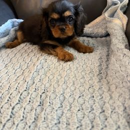 Arnold - Black and tan male Cavalier King Charles Spaniel puppy in Athens, Georgia from Sandy Cross Kennels