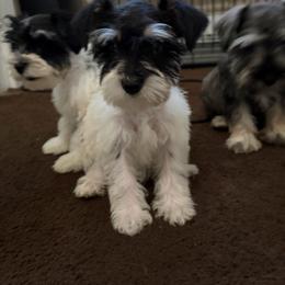 Girl 2 - Parti female Miniature Schnauzer puppy in Bloomington, California from Mini Beard Buster Kennel