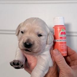 Girl 4 Orange - Light golden female Golden Retriever puppy in Mc Minnville, Tennessee from Wishaw Whisky Golden Retrievers