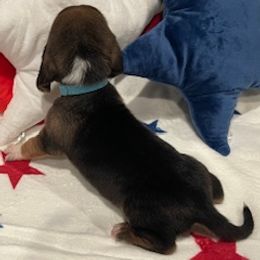 Basset Hound Puppies from Southern Rose Bassets