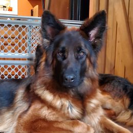 Monet - German Shepherd