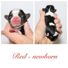 Red - Tri-color male Cavalier King Charles Spaniel puppy in Flagstaff, Arizona from Cadelia Cavalier King Charles Spaniels