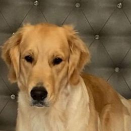 Capri - Golden Retriever