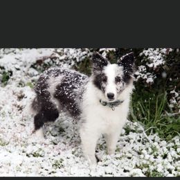 Australian Shepherd and Shetland Sheepdog Puppies from Serenity falls