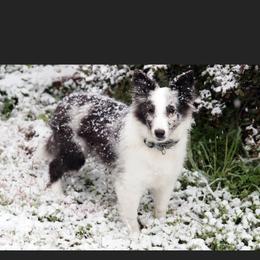 Australian Shepherd and Shetland Sheepdog Puppies from Serenity falls