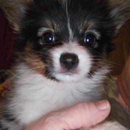Girl 1 - White black and tan female Papillon puppy in Forest City, North Carolina from Eastern Papillions