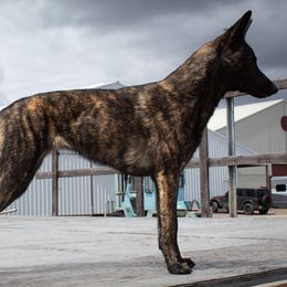 Dutch Shepherds and Mudis from Daydream Mudi