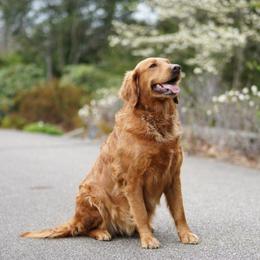 Juno - Golden Retriever