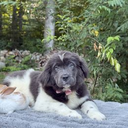 Maze OFA - White and gray female Newfoundland puppy in Falmouth, Michigan from Dyer Lake Newfoundland’s