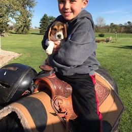 Beagle Puppies from Bachman’s Kennel