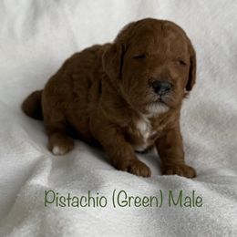 Pistachio - Red  male Goldendoodle puppy in De Pere, Wisconsin from Kinzor Kennels