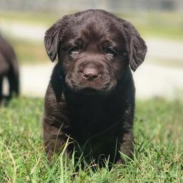 Labrador Retriever Puppies from Big Cypress labradors