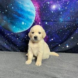Apollo - Light golden male Golden Retriever puppy in Adair, Oklahoma from Rejoice Retrievers