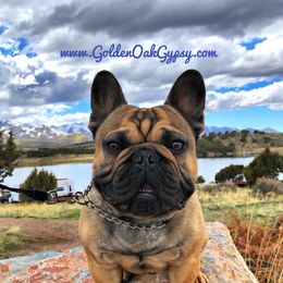 Chunk  - French Bulldog