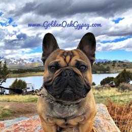 Chunk  - French Bulldog