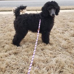 Poodle Puppies from En Vie