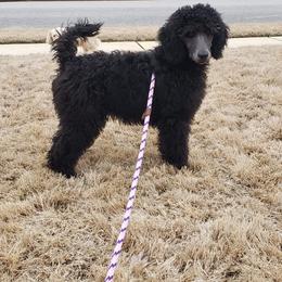 Poodle Puppies from En Vie