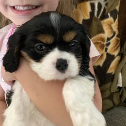 Lilly - Tri-color Cavalier King Charles Spaniel puppy in Toledo, Ohio from Hopewell Cavaliers