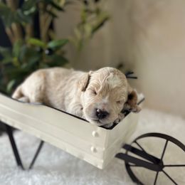 Smee - Gold male Bordoodle puppy in Valley Center, California from Circle R Valley Bordoodls