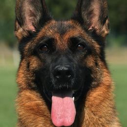 Dori - German Shepherd