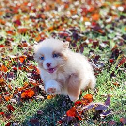 Australian Shepherd Puppies from Danell Australian Shepherd
