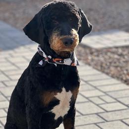 Joey - Goldendoodle