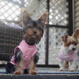 Lola - Black and tan female Yorkshire Terrier puppy in Bay County, Florida from Love My Yorkie Babies