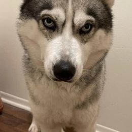 Siberian Huskies from Halthon's Siberian Huskies