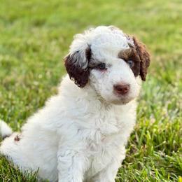 Monster Mutt - male Australian Mountain Doodle puppy in Decatur, Illinois from Signature Doodles