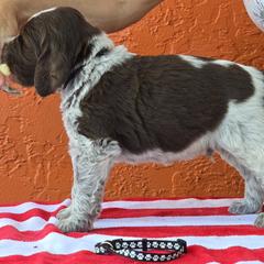 Leonberger and Spinone Italiano Puppies from Starfire Leonbergers and Spinone Italiano