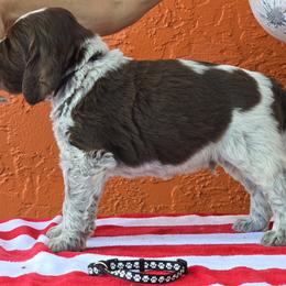 Leonberger and Spinone Italiano Puppies from Starfire Leonbergers and Spinone Italiano