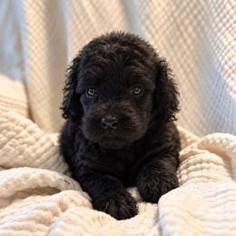 Maple - Phantom female Bernedoodle puppy in Travelers Rest, South Carolina from Bernedoodle.do