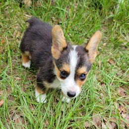 Boy 3 - Black and tan Pembroke Welsh Corgi puppy in Georgia from Shaleigh's Pembroke Welsh Corgis