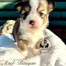 Banyan Full Fluffy With A Tail - Sable male Pembroke Welsh Corgi puppy in Casper, Wyoming from Flying Note Shorties