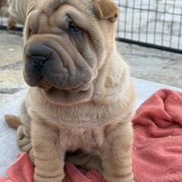 Boy 2 - Fawn male Chinese Shar-Pei puppy in Fairfield, Texas from Majesty SharPei