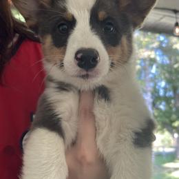 Pembroke Welsh Corgi Puppies from Chase Em All Corgis