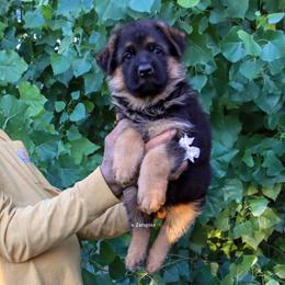 White collar - Black and red female German Shepherd puppy in Stockton, California from Zaragoza German Shepherds