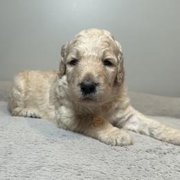 Meadow (Purple Collar) - Cream female Poodle puppy in Monroeville, Pennsylvania from K & A Standard Poodles