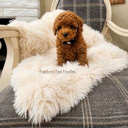 Blossom - Apricot female Poodle puppy in Midway City, California from Rapture Red Poodles
