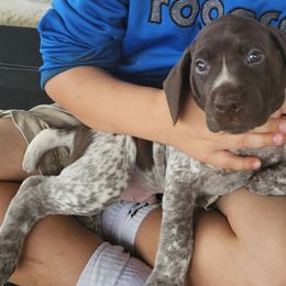 German Shorthaired Pointers from Bear Creek Pointers