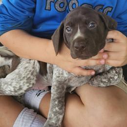 German Shorthaired Pointers from Bear Creek Pointers