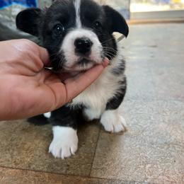 Baby blue - Brindle and white female Cardigan Welsh Corgi puppy in Pilot, Virginia from Katie's Corgis - VKM Farmstead