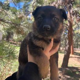 Forest - Sable male German Shepherd puppy in Colorado Springs, Colorado from Forest Home Shepherds