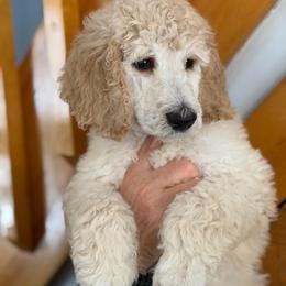 Space - Cream male Poodle puppy in St. Johnsbury, Vermont from Poodles of the Northern Woods
