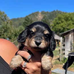 Ingrid - Black and cream female Dachshund puppy in Rogue River, Oregon from Bear Feet Dachshunds